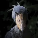 shoebill