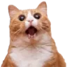 Catomg CatOMG Discord Emoji