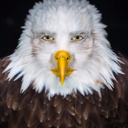 Cheagle Discord emoji