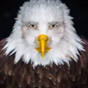 Cheagle Cheagle