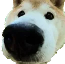 dognose