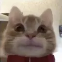 GL_catto Discord Emoji