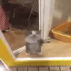 z_jumpycat