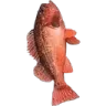 feesh