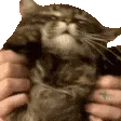 CATVIBE CATVIBE
