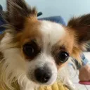 tobi2