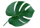 g_leaf04