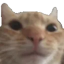CatWink CatWink