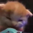 comeherekatbite_arrghh