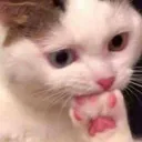 8catscared