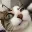 cat_intenseeyebrow