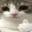 cat_thumbsup