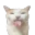 cat_blehhh