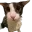 cat_soggy