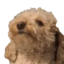 barkbark