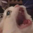 catscream