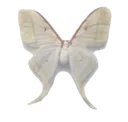 1butterfly