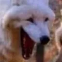 funnydog