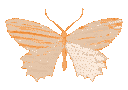 butterfly_orange Discord emoji