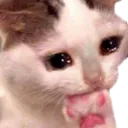 Catto Sad cattosad Discord Emoji