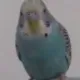 babisko