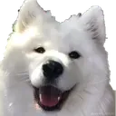Y_happydoffo Discord Emoji