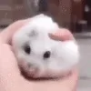squishrat