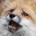 fluffywhy