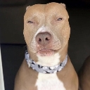 rizz_dog_stare_meme Discord emoji