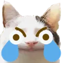 Catcri catcri Discord Emoji