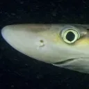 dogfish