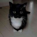 wigglecat Discord emoji