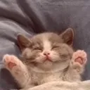 cats1