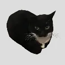 maxwelldacat