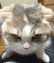 Kittystare kittystare Discord Emoji