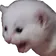 catScream catScream