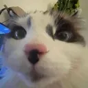 snoot