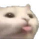 catlingua Discord emoji