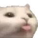 gato_linguinha