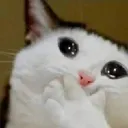 catcry catcry