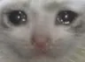 s_cat_crying_eng