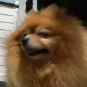 aloysmirk