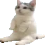 catsittingverycomfortable2