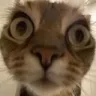 CatStare