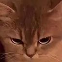 dcat_veryangry Discord Emoji