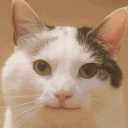 Cats cats Discord Emoji