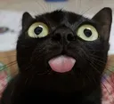 catblep