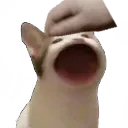 popcatpet Discord Emoji