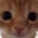 catstare Discord Emoji