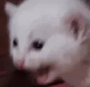 catscream